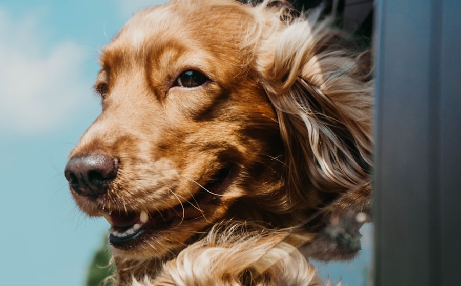 Dog leaning out of a car window